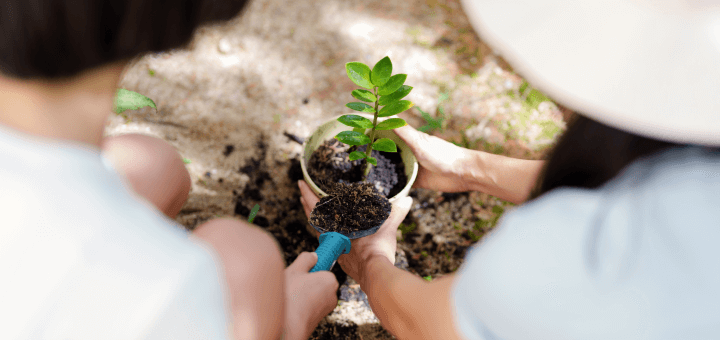 planting trees