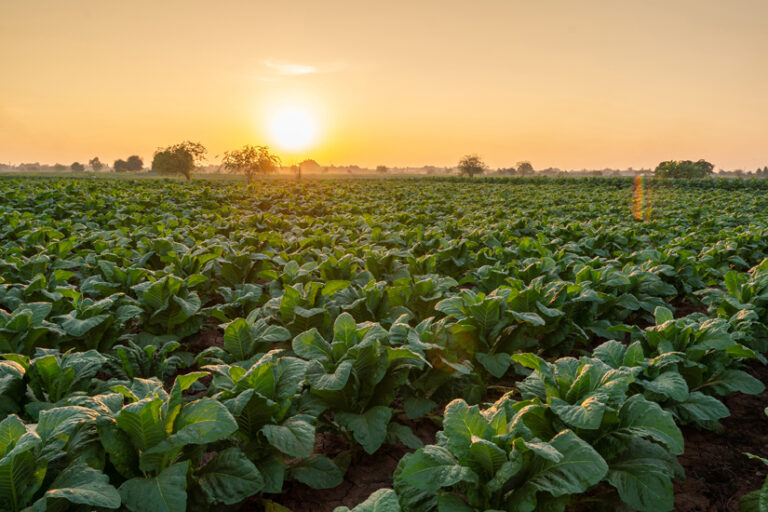 Eastern Company in Egypt speeds up data recovery and strengthens data